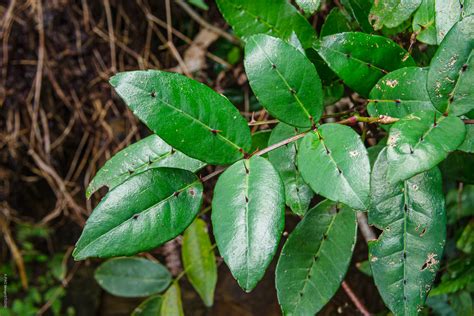 樹幹有刺的植物|芸香科 Rutaceae 